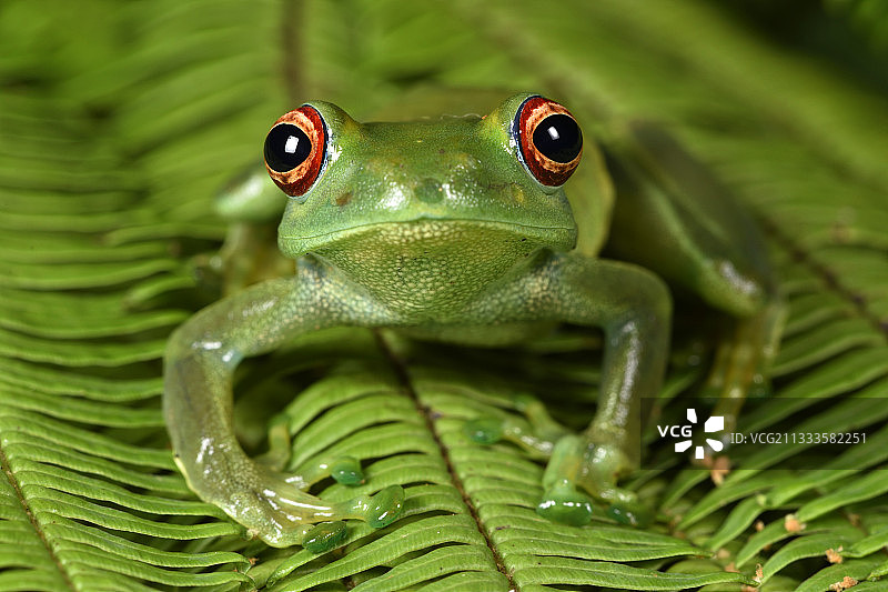 马达加斯加阿拉奥特拉-芒  古区安达西贝Ankafana明眼蛙图片素材