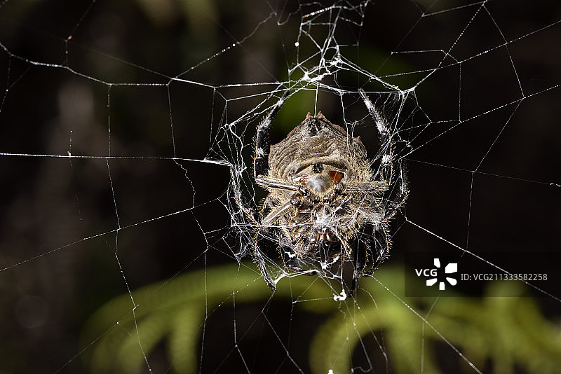树皮蜘蛛（Caerostris extrusa）在马达加斯加 Andasibe, Perinet, Alaotra-Mangoro 地区的网上图片素材