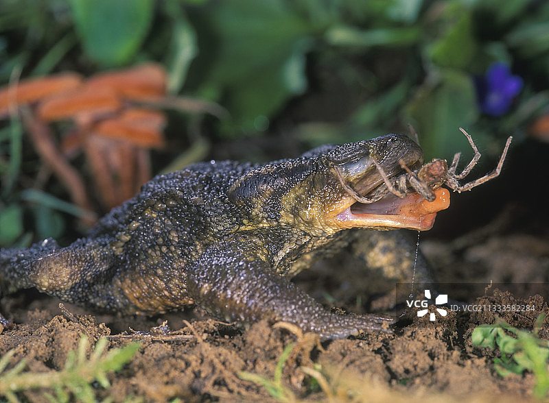 正在捕食蜘蛛的蟾蜍图片素材