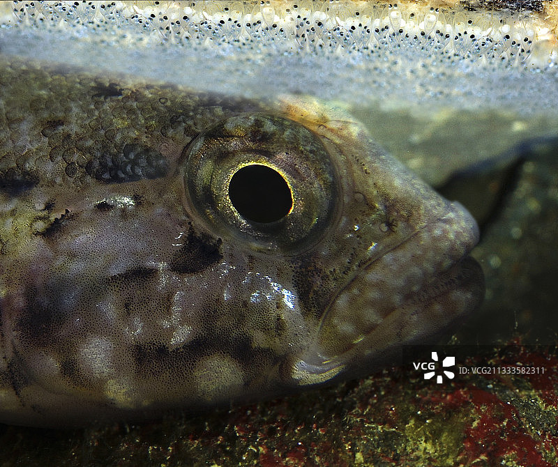葡萄牙岩石虾虎鱼守卫鱼卵图片素材