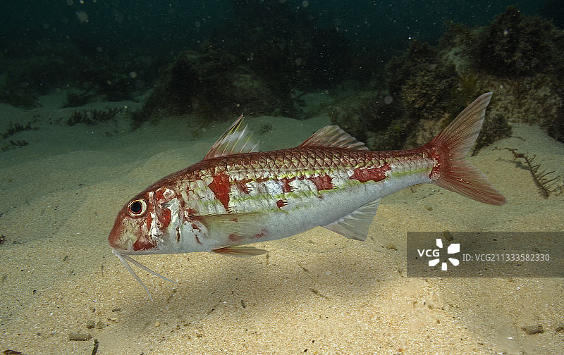 红鲻鱼合成图像图片素材