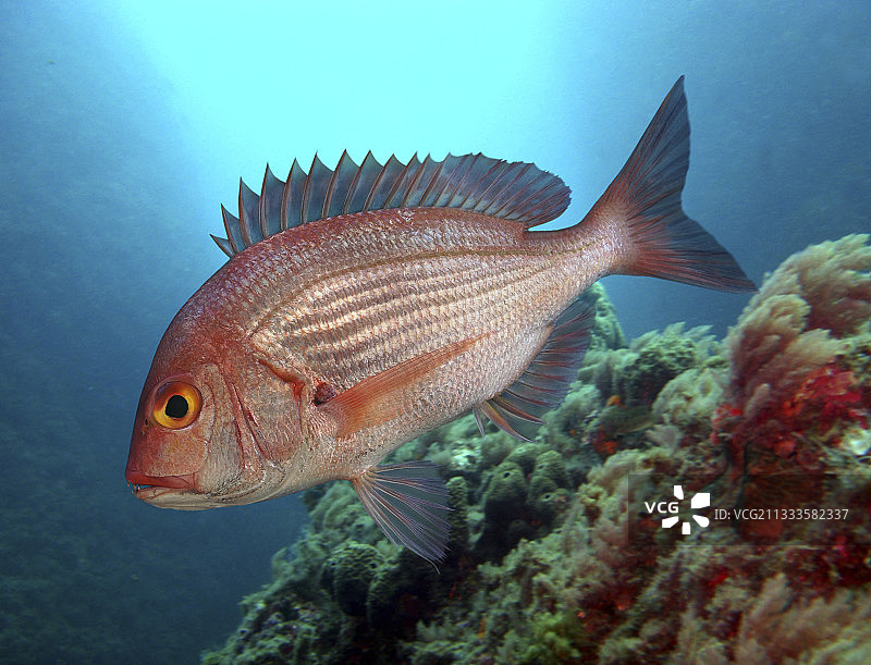 安哥拉齿鱼图片素材
