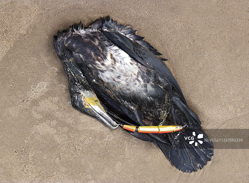 鸬鹚：可能因误食渔线而死亡，被冲上岸（葡萄牙）图片素材