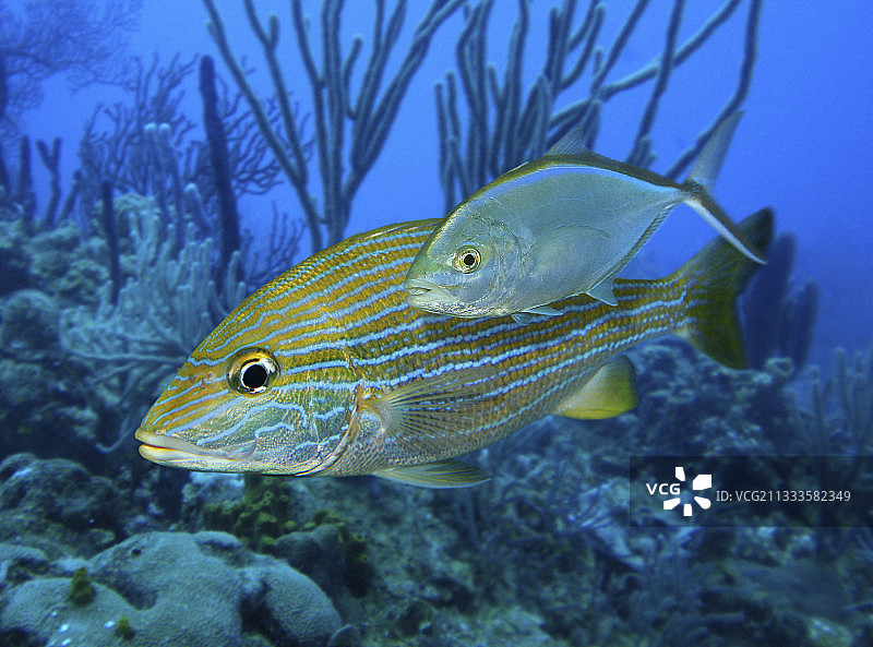 幼年红甘鲷伴随蓝纹石鲈。小甘鲷躲在石鲈附近，接近那些小到不害怕石鲈的猎物。加勒比海，巴哈马图片素材
