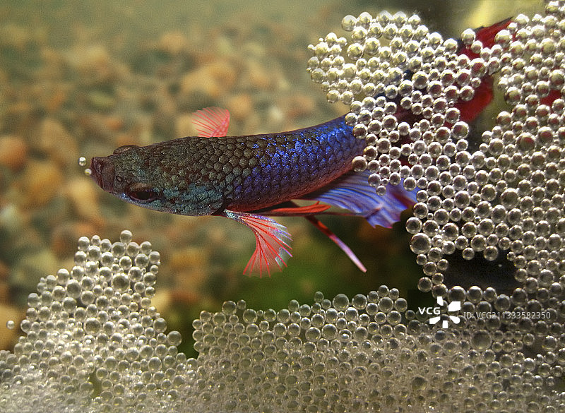 暹罗斗鱼雄鱼筑泡巢图片素材