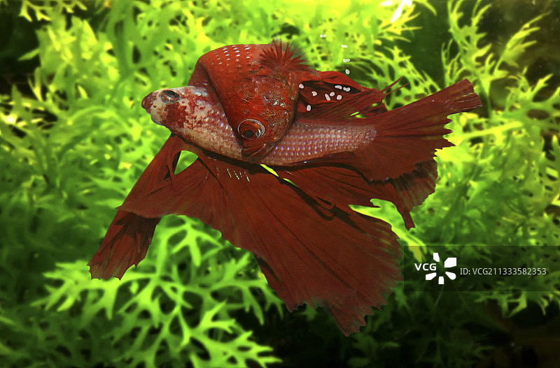 泰国斗鱼：雄鱼拥抱雌鱼，使其倒立，以便鱼卵自由进入水面预先筑好的气泡巢中。葡萄牙水族馆图片素材