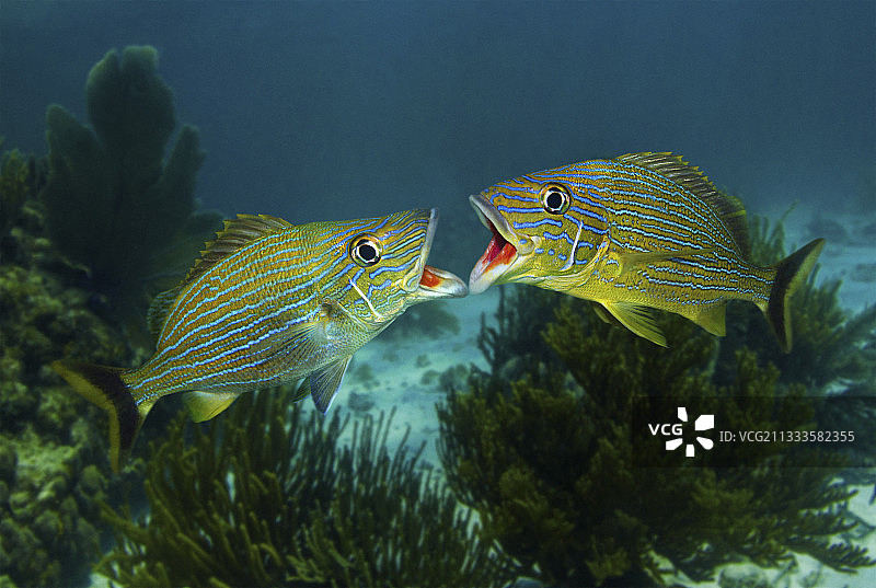 蓝条石鲈，两条鱼张着嘴互相推挤，原因不明，据信与求偶或领地防御有关，加勒比海，巴哈马图片素材