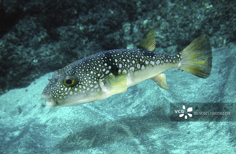 精美花纹河豚，日本人用这种鱼做成一道菜，叫做河豚。河豚在日本的意思是河豚鱼。由于河豚含有河豚毒素，可能具有致命的毒性；因此，必须小心处理，去除有毒部分，避免污染肉类。在日本和其他几个国家，餐馆对河豚的制作受到法律的严格控制，只有经过三年或三年以上严格训练的厨师才允许制作河豚。家庭制作偶尔会导致意外死亡。有些人认为肝脏是最美味的部分，但也是毒性最强的部分，1984年日本禁止在餐馆里供应这种器官。河豚已经成为日本料理中最著名和最臭名昭著的菜肴之一。日本图片素材