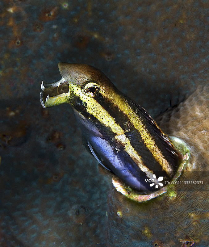 条纹毒牙鳚（Meiacanthus grammistes），呈攻击姿态，宿务，菲律宾图片素材