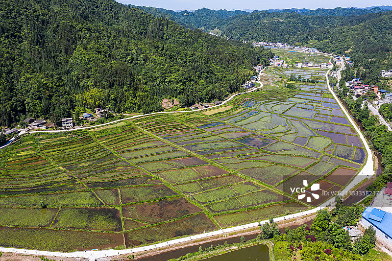 利川莼菜基地鸟瞰图片素材