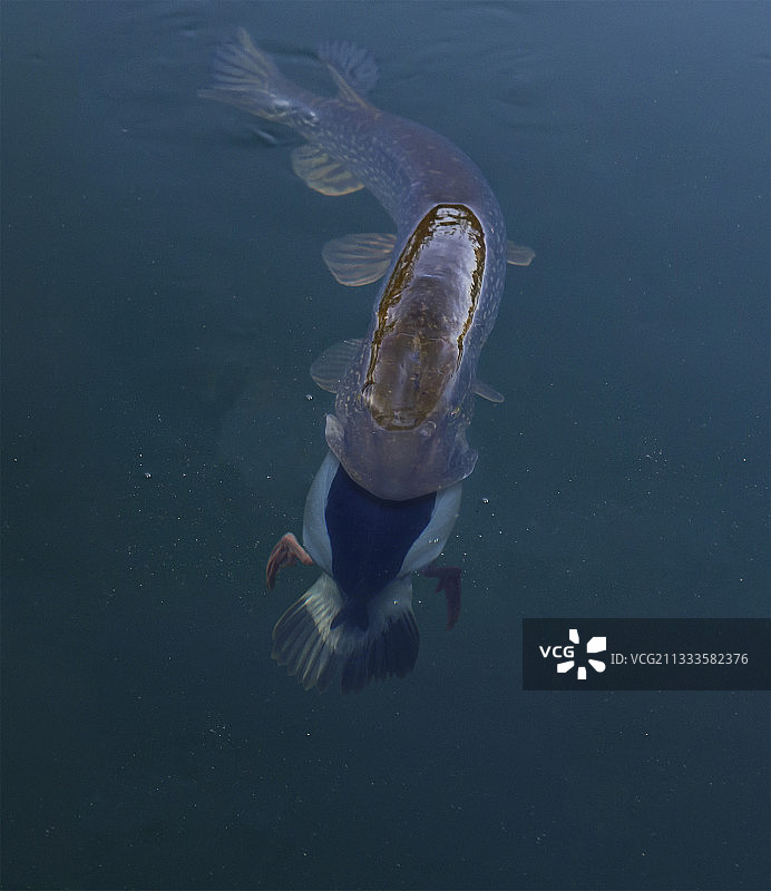 北梭鱼吞食鸭子图片素材