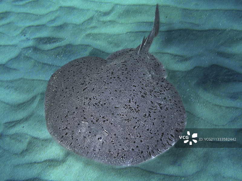 加州电鳐（Tetronarce californica）图片素材