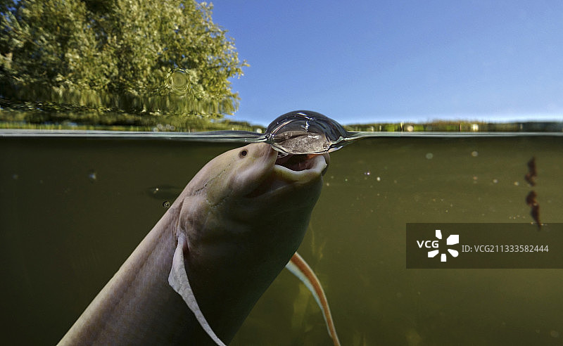 非洲肺鱼：呼吸空气的演变之路（莫桑比克戈龙戈萨国家公园）图片素材