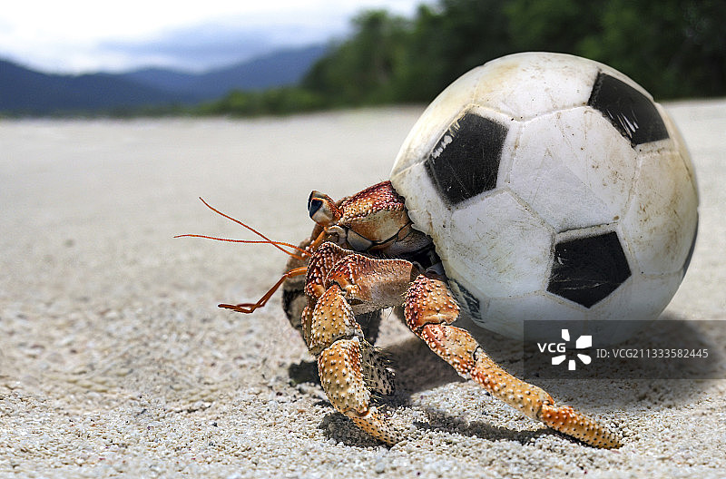用塑料足球当壳的寄居蟹，有趣的野生动物，塞舌尔图片素材