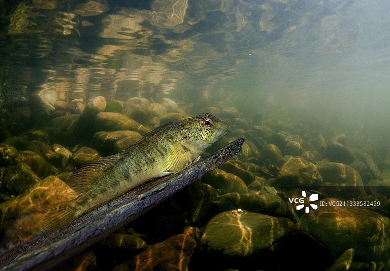 河道环境中的淡水䲢，数字合成图，葡萄牙图片素材
