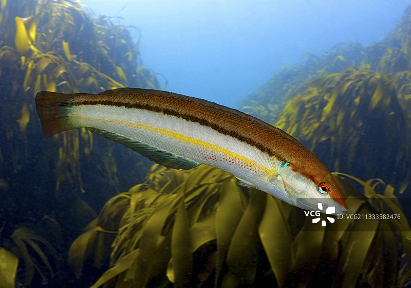 地中海彩虹濑鱼，Coris julis。女性的侧面图。合成图像。葡萄牙…合成图像图片素材