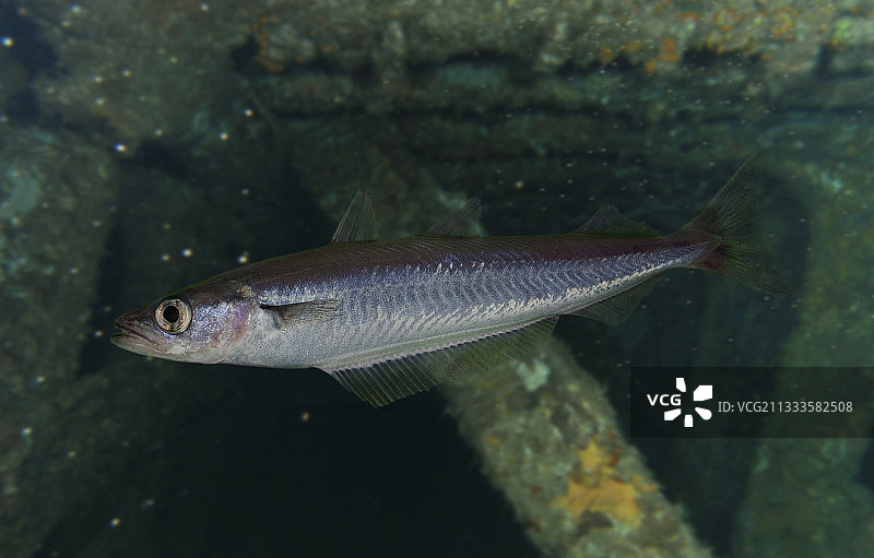 蓝鳕鱼（Micromesistius poutassou）侧视图合成图，葡萄牙图片素材