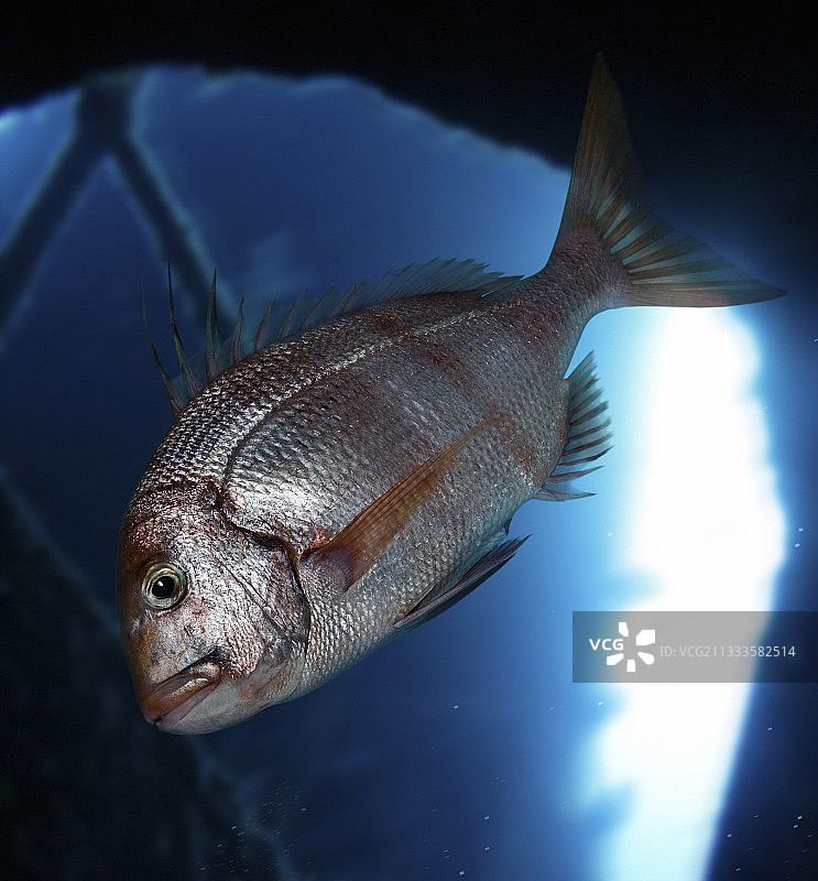 红带鲷鱼图片素材