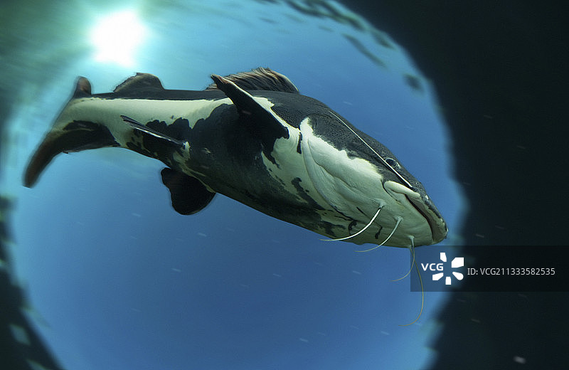 红尾鲶，复合图像，葡萄牙图片素材