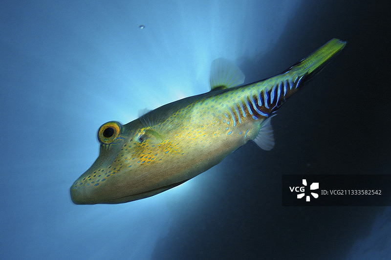 加勒比尖鼻河豚图片素材