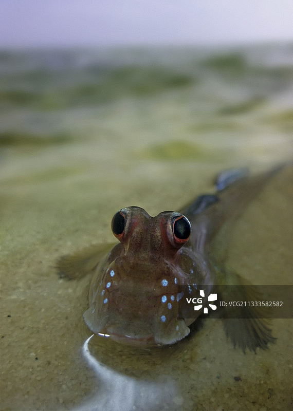 葡萄牙圣多美岛大西洋弹涂鱼图片素材