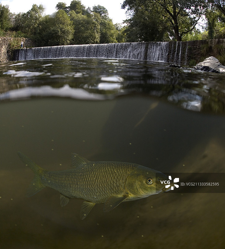 葡萄牙河中须鱲图片素材