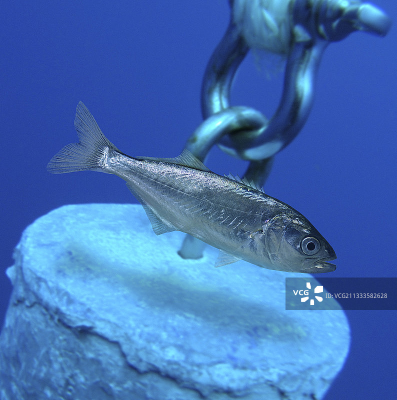 蓝鱼（Pomatomus saltatrix），幼鱼，葡萄牙图片素材