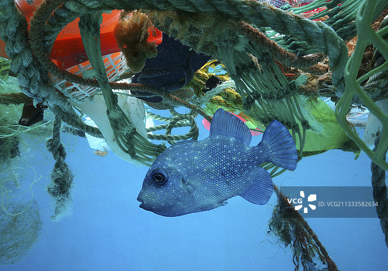 藏在塑料垃圾中的斑点海 trigger 鱼（Canthidermis maculata）。漂浮物为海洋中的幼鱼提供保护。合成图像。葡萄牙。合成图像图片素材