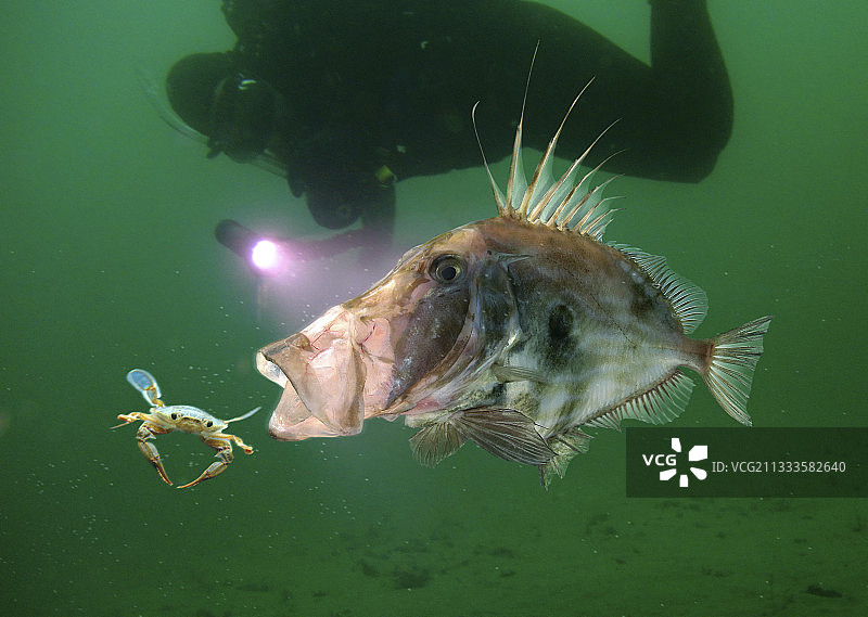 多莉鱼捕食亨氏游泳蟹，葡萄牙合成影像图片素材