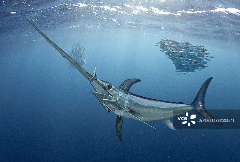 旗鱼捕食沙丁鱼合成图像葡萄牙图片素材