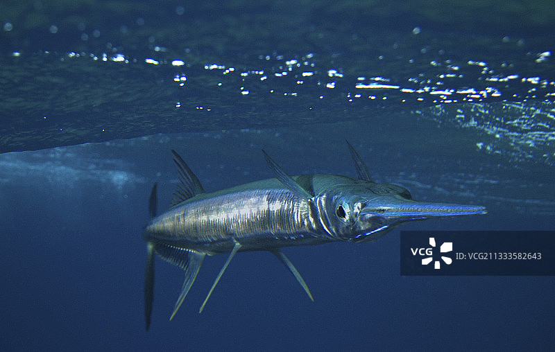 鳄形圆颌针鱼合成图，葡萄牙图片素材