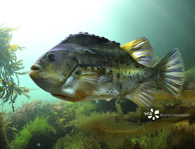 圆鳍鱼合成图，葡萄牙图片素材