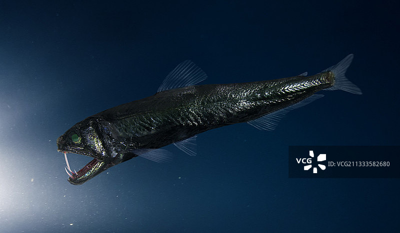 大西洋剑齿鱼（合成图像），葡萄牙图片素材