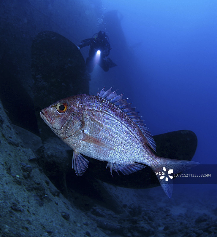 安哥拉齿鱼与潜水员在葡萄牙沉船残骸旁图片素材