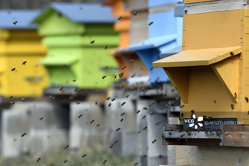 瓦尔蜂箱，蜜蜂在蜂箱入口处飞行，杜省(25)，弗朗什-孔泰，法国图片素材