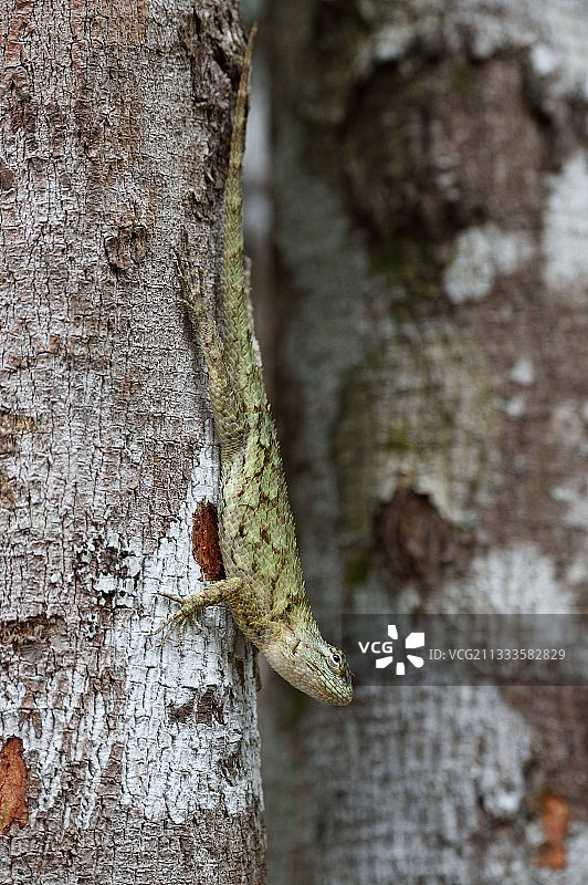 尤卡坦半岛树干上的绿色刺蜥图片素材
