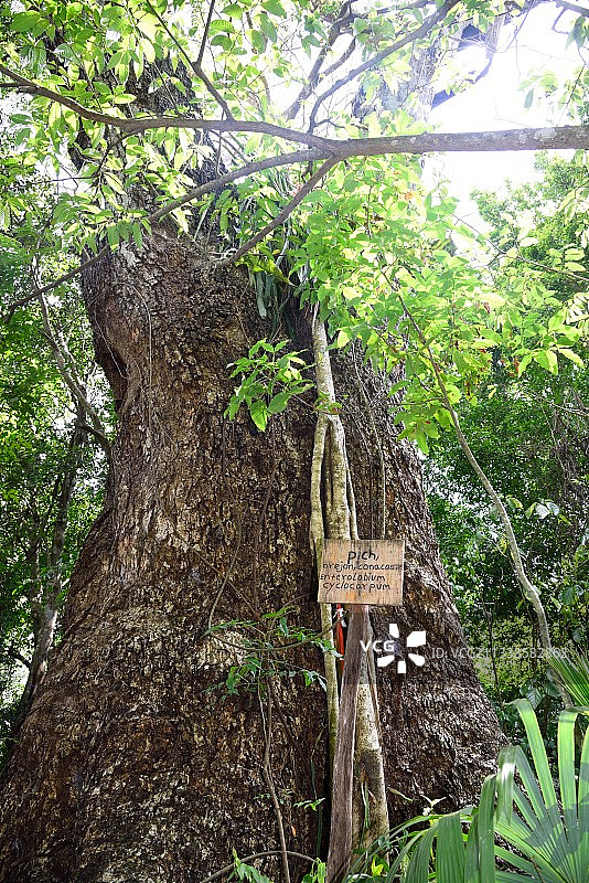 瓜纳卡斯特树，墨西哥尤卡坦半岛蓬塔泻湖图片素材