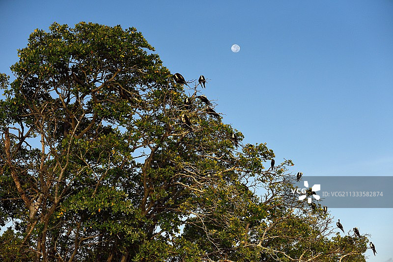 树上的丽色军舰鸟，锡安卡恩保护区，尤卡坦半岛，墨西哥图片素材