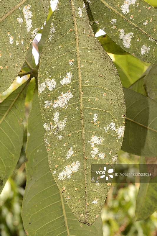 椰子粉蚧（Nipaecoccus nipae），复活节岛害虫，智利图片素材