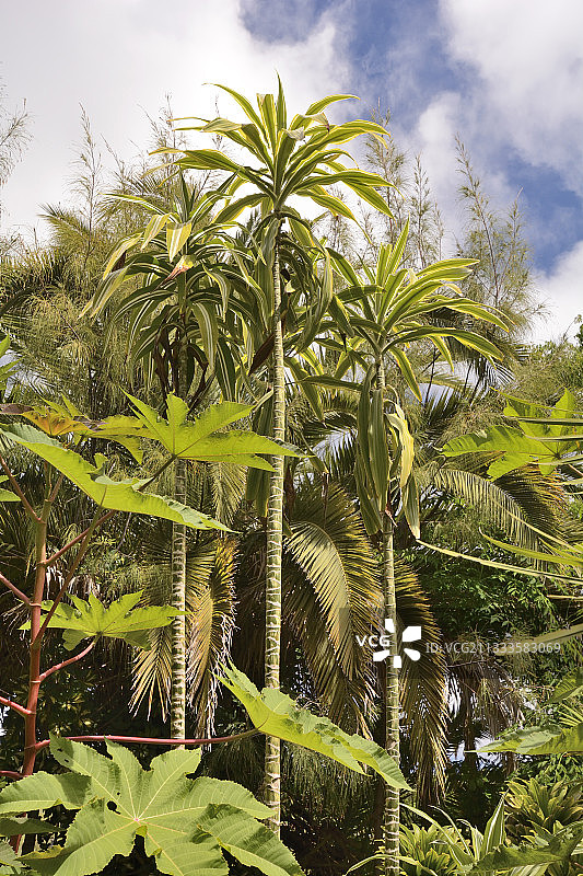 香龙血树，植物园，汉加罗阿，复活节岛，智利图片素材