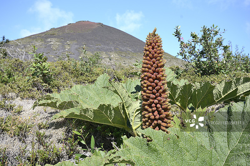 智利大黄（Gunnera tinctoria），原产于智利和阿根廷，花序，可食用植物，奥索尔诺火山斜坡，比森特佩雷斯罗萨莱斯国家公园，智利湖大区图片素材