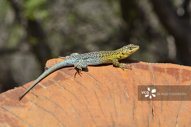 智利细长蜥蜴雄性个体图片素材