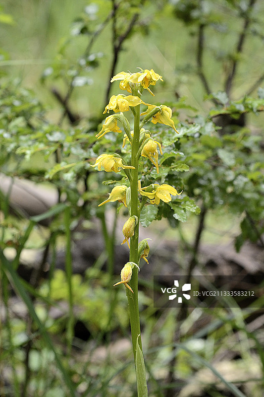 奥多拉蒂西马加维利亚兰花，维拉里卡国家公园，智利第九区图片素材