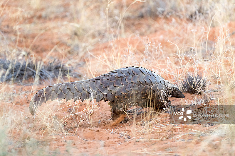 带遥测发射器的地穿山甲（斯氏穿山甲），卡拉哈里沙漠，南非图片素材