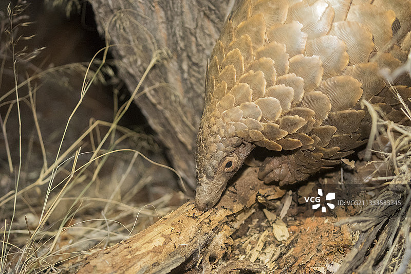 非洲穿山甲，卡拉哈里沙漠，南非图片素材