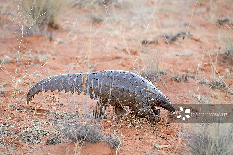 非洲穿山甲，卡拉哈里沙漠，南非图片素材