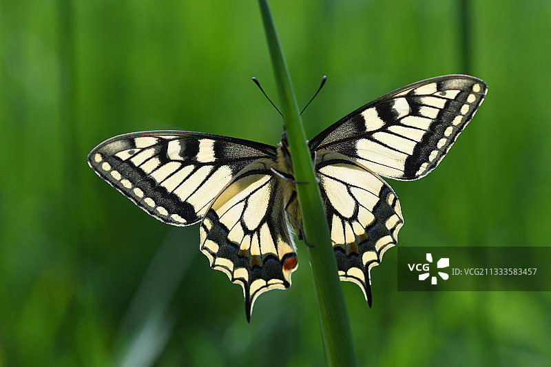 法国洛林，一片叶子上的燕尾蝶图片素材