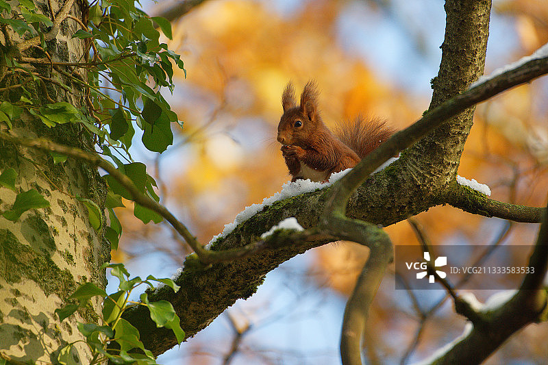 法国洛林树枝上的欧亚红松鼠图片素材