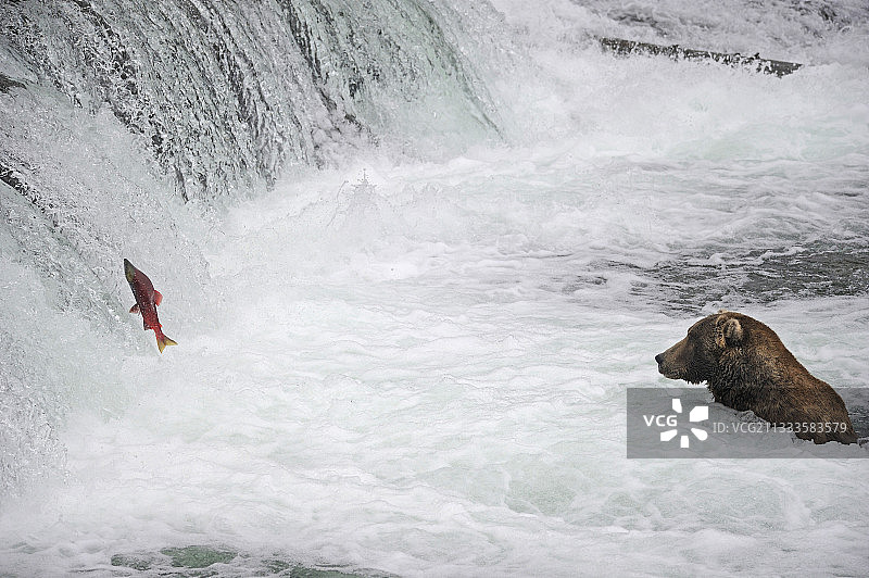 灰熊在卡特迈国家公园捕鱼（美国阿拉斯加州）图片素材