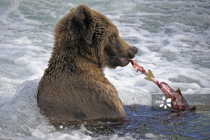 美国阿拉斯加卡特迈国家公园水中灰熊图片素材